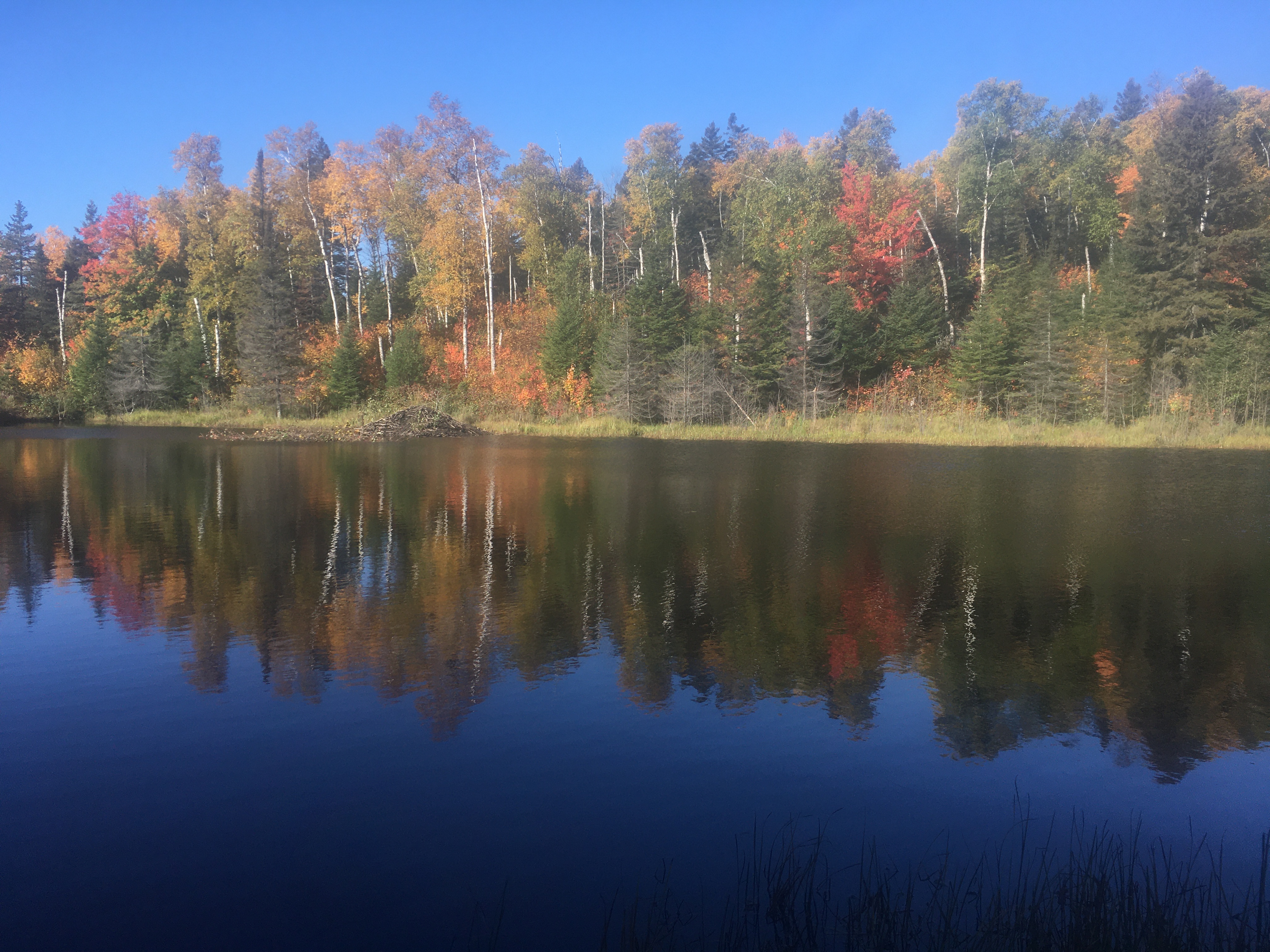 A pond lined with changing fall leaves.