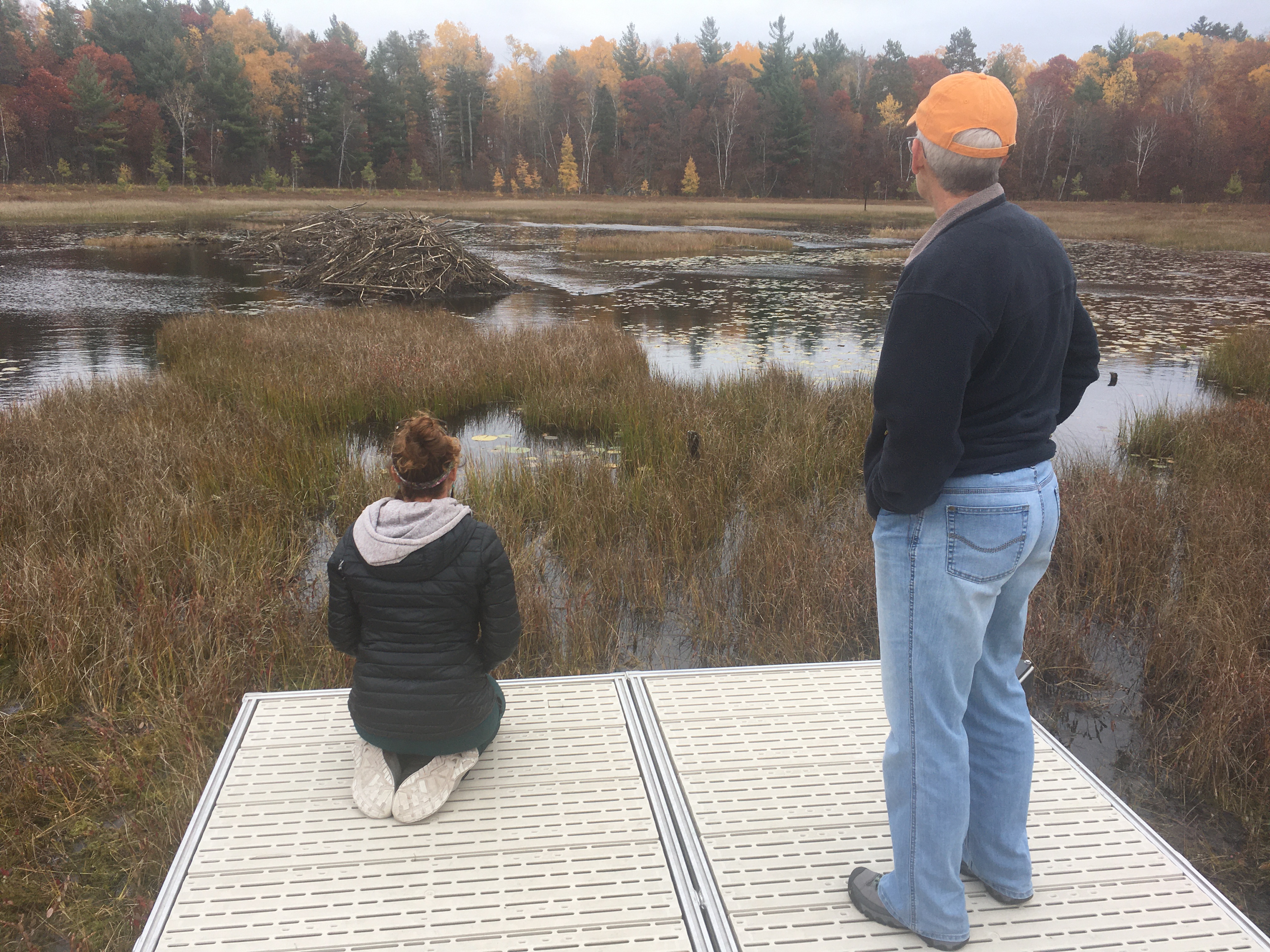 Two people watching a beaver swim in a bog.
