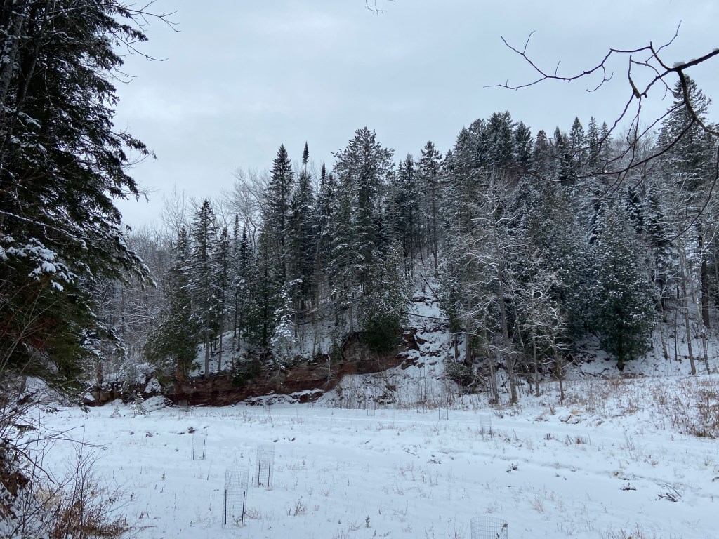 A hillside covered in pines and snow