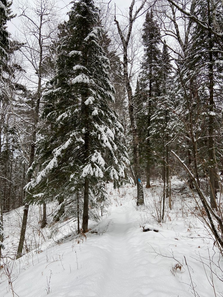 a well traveled trail through snowy pines