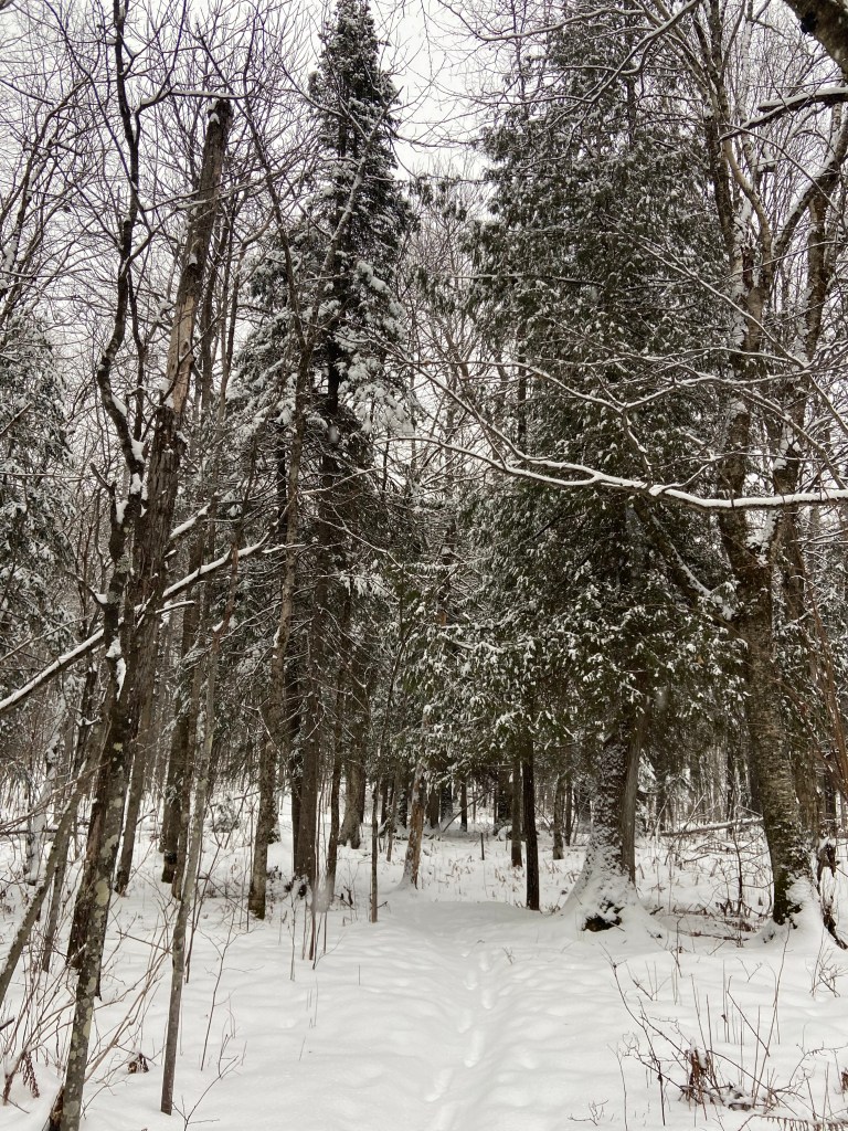 a single set of footprints in the snow heading through a cedar forest
