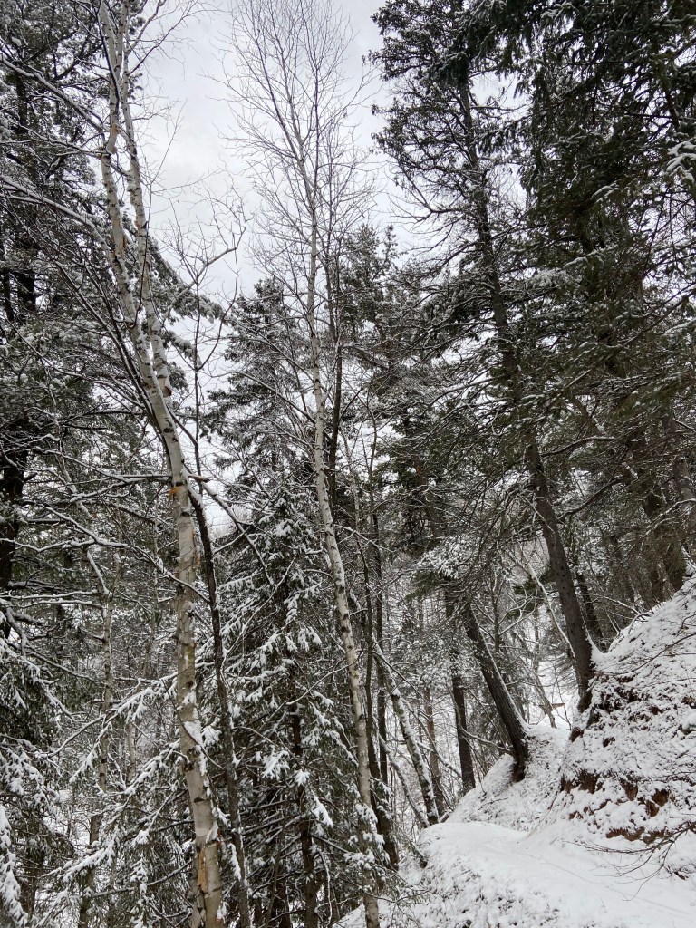 a trail hugging the side of a steep hill, surrounded by pines covered in snow.