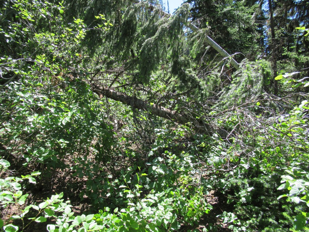 A trail blocked by downed trees and brush