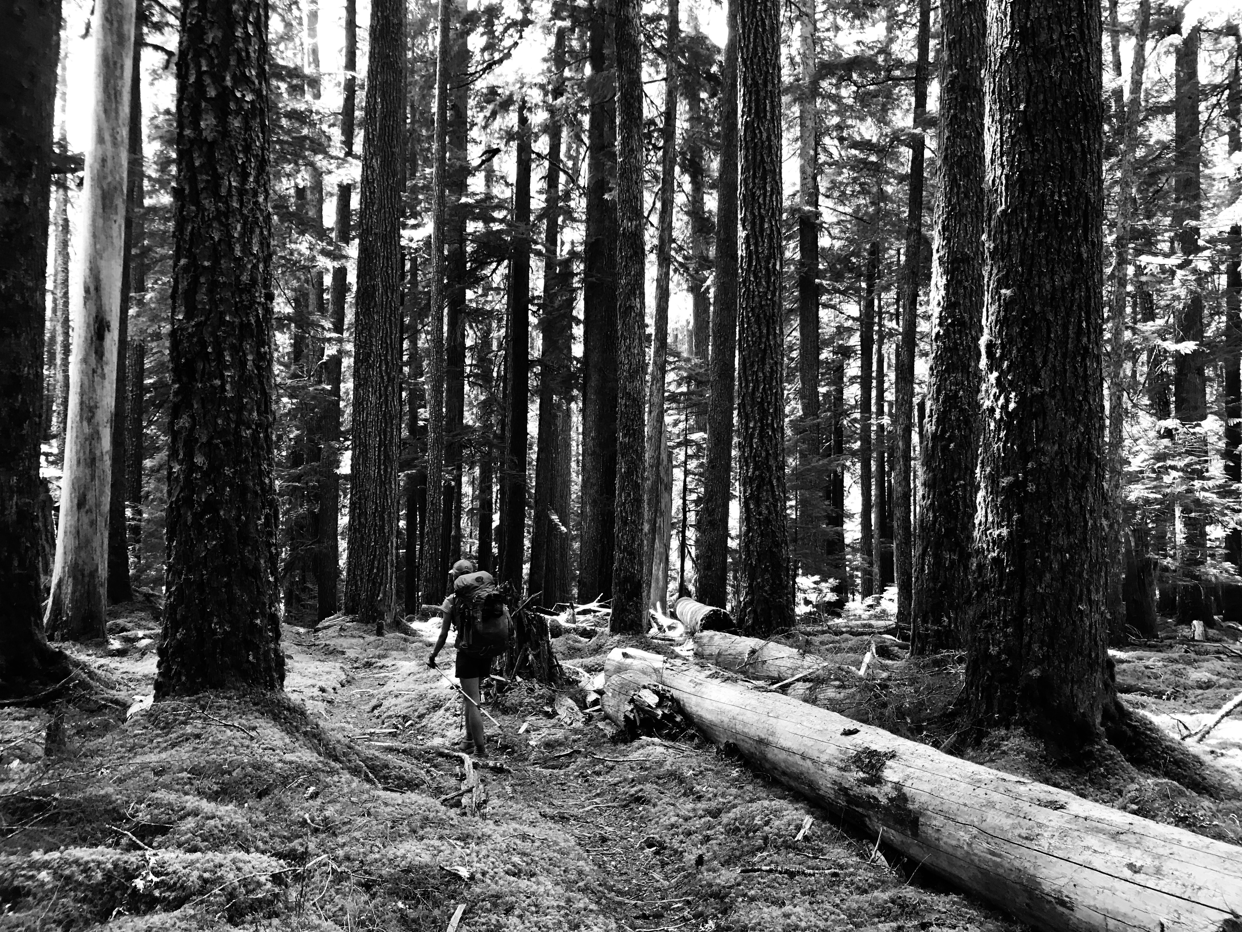 A backpacker walking through a shaded forest.