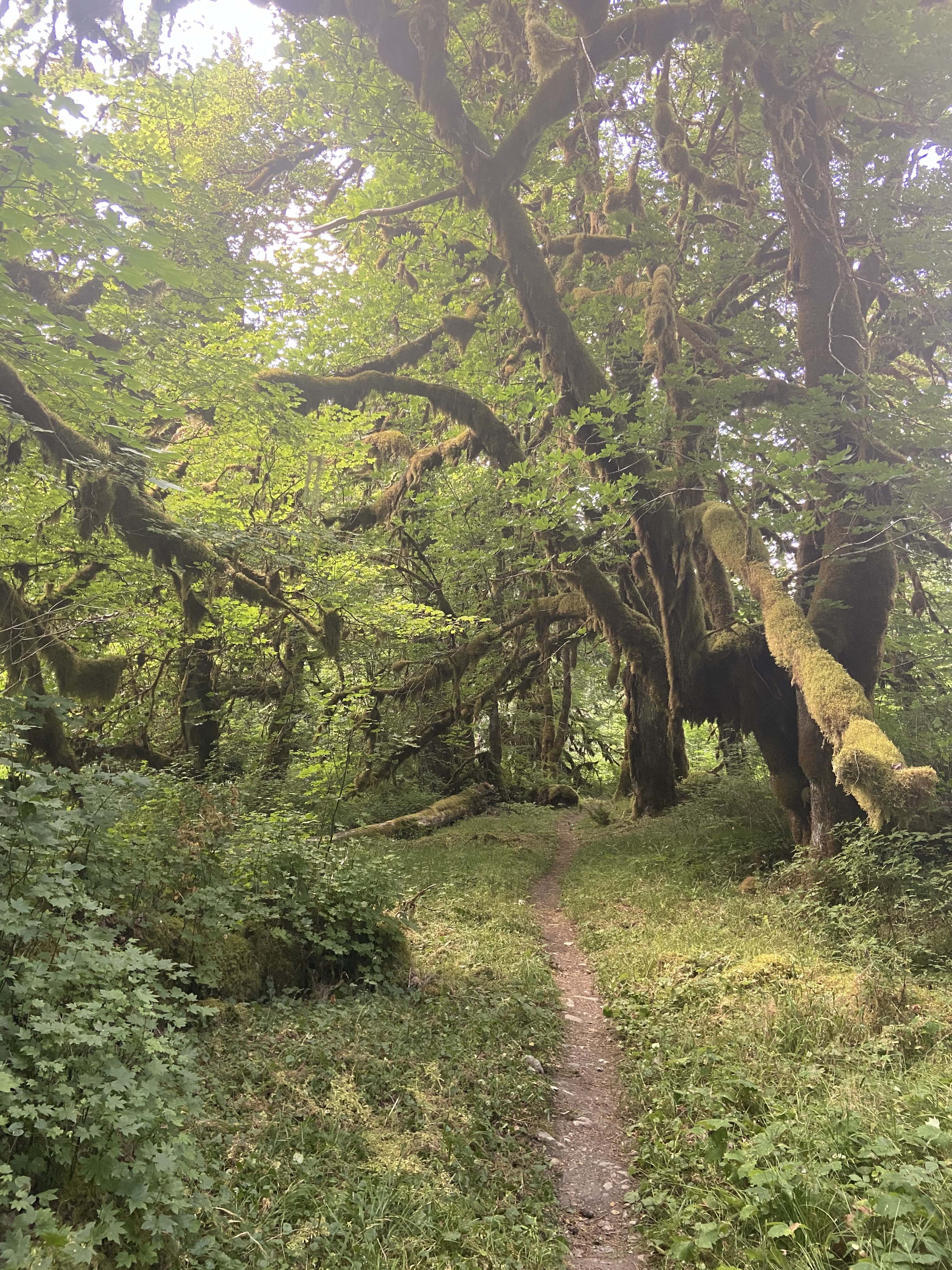 A trail heading through a mossy forest.