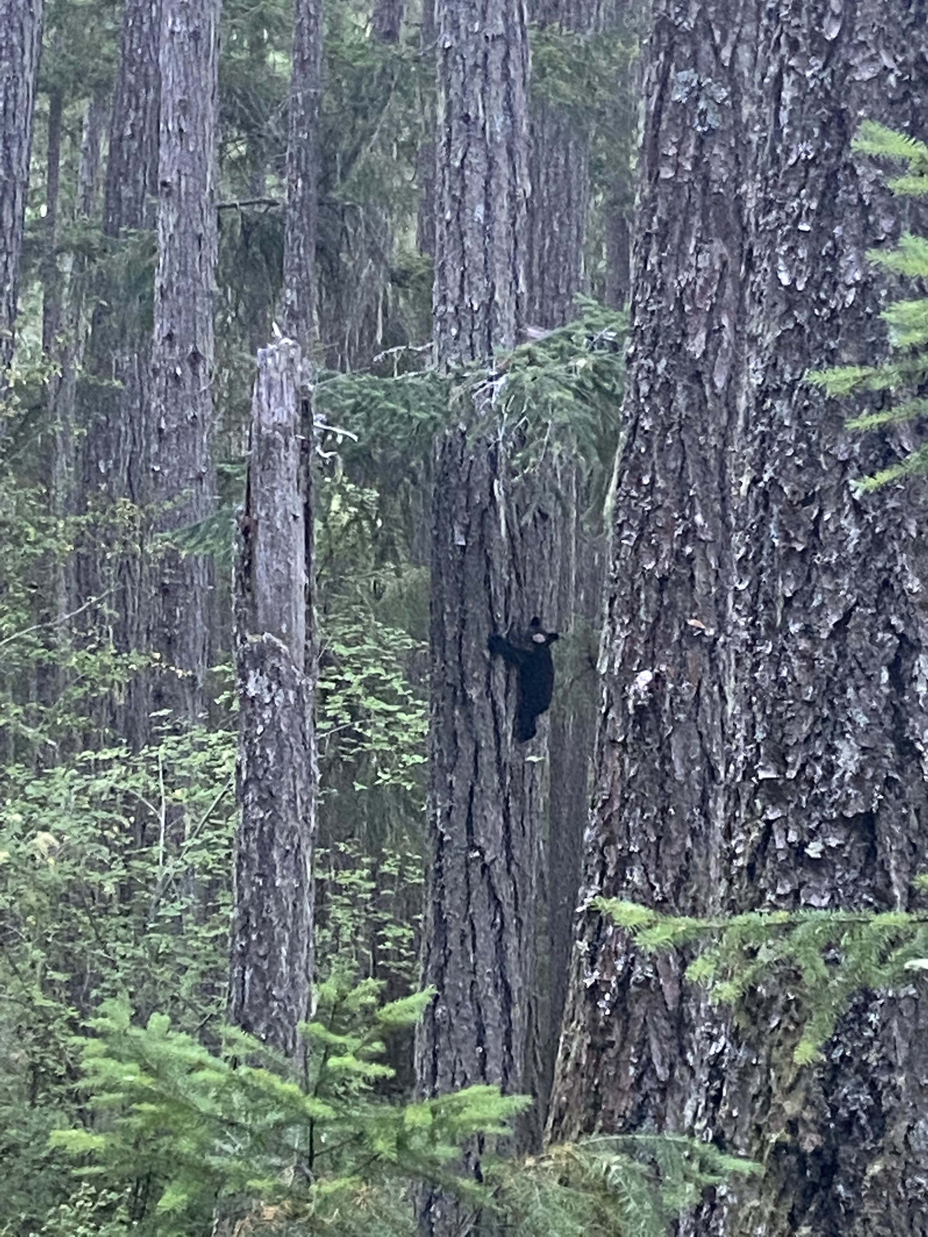 A baby bear climbing a tree.