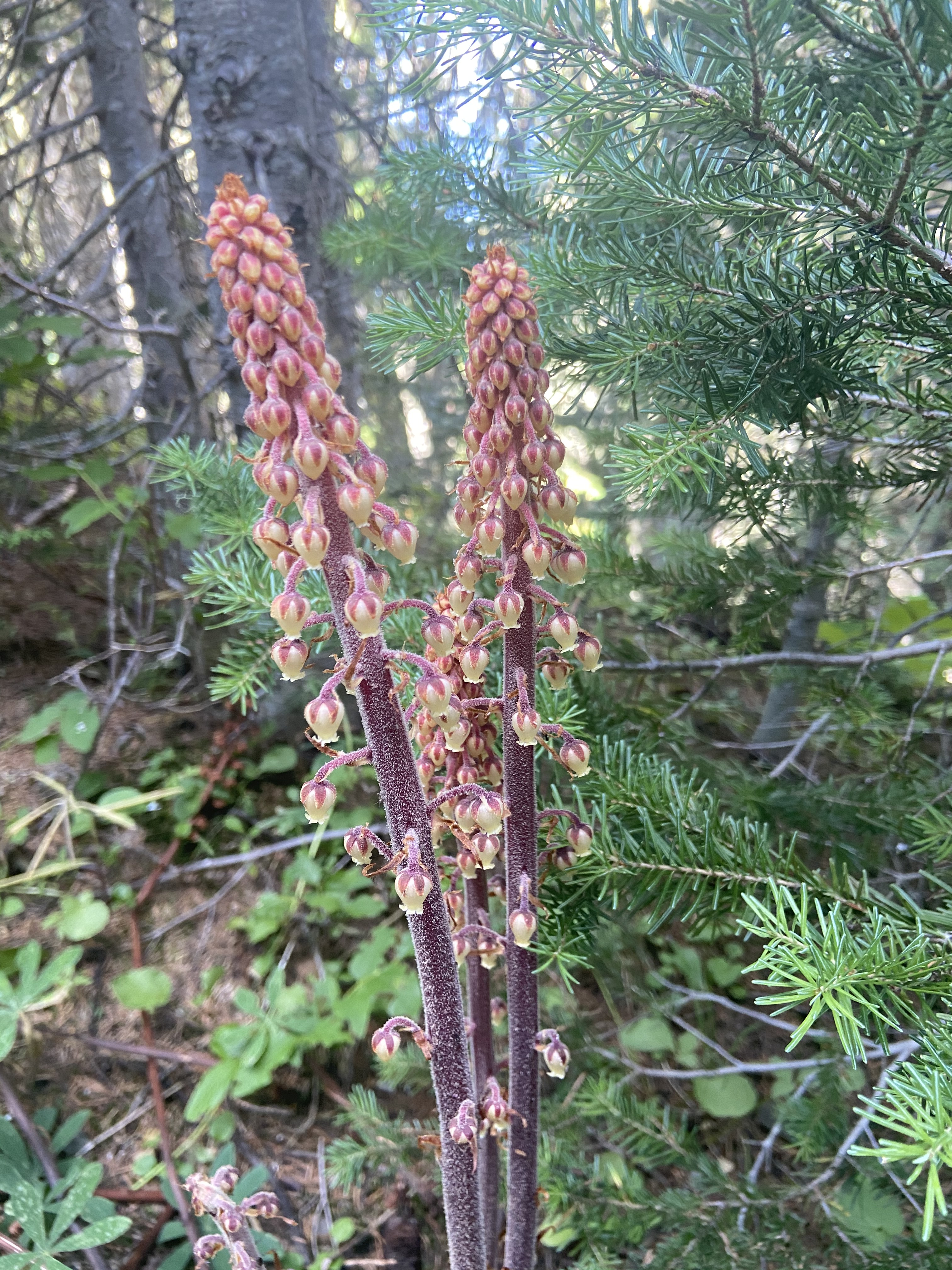 Flowers on a saprophitic plant.