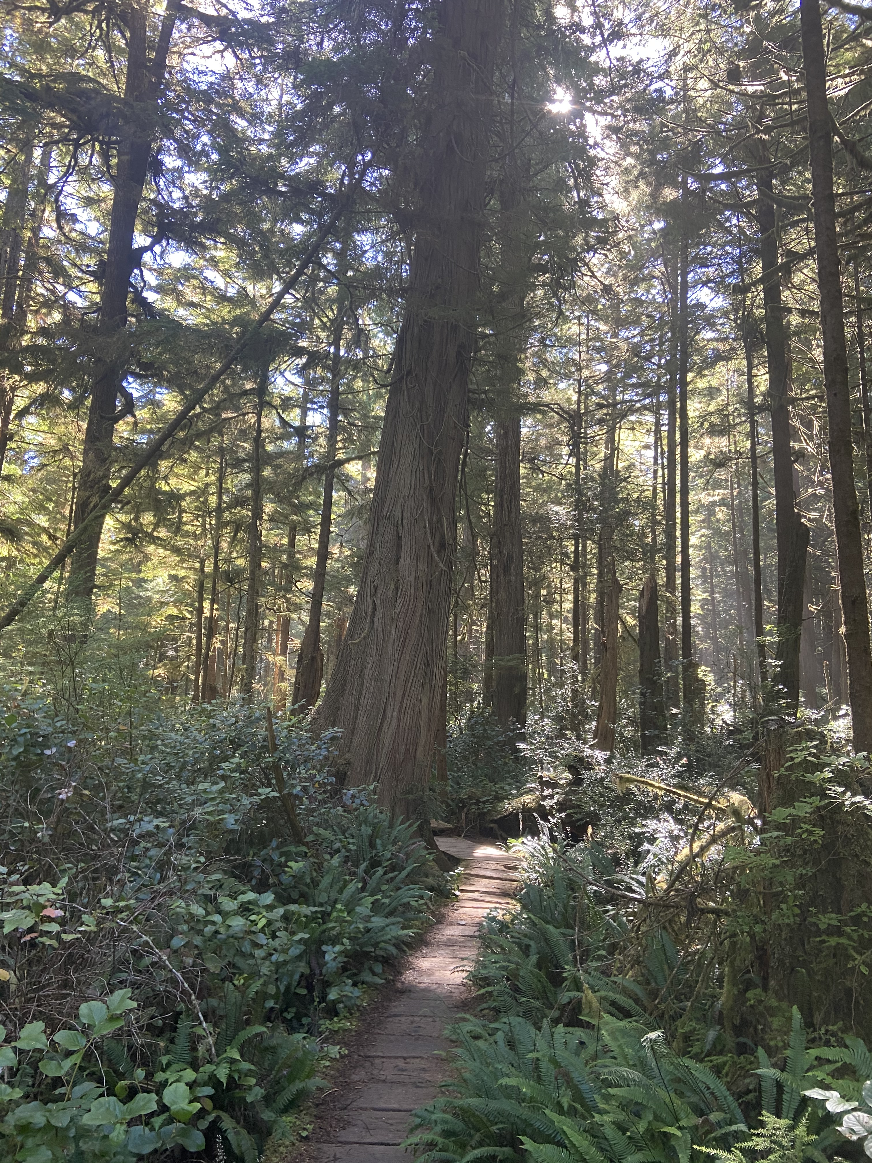 A boardwalk traveling through ferns beneath large trees.