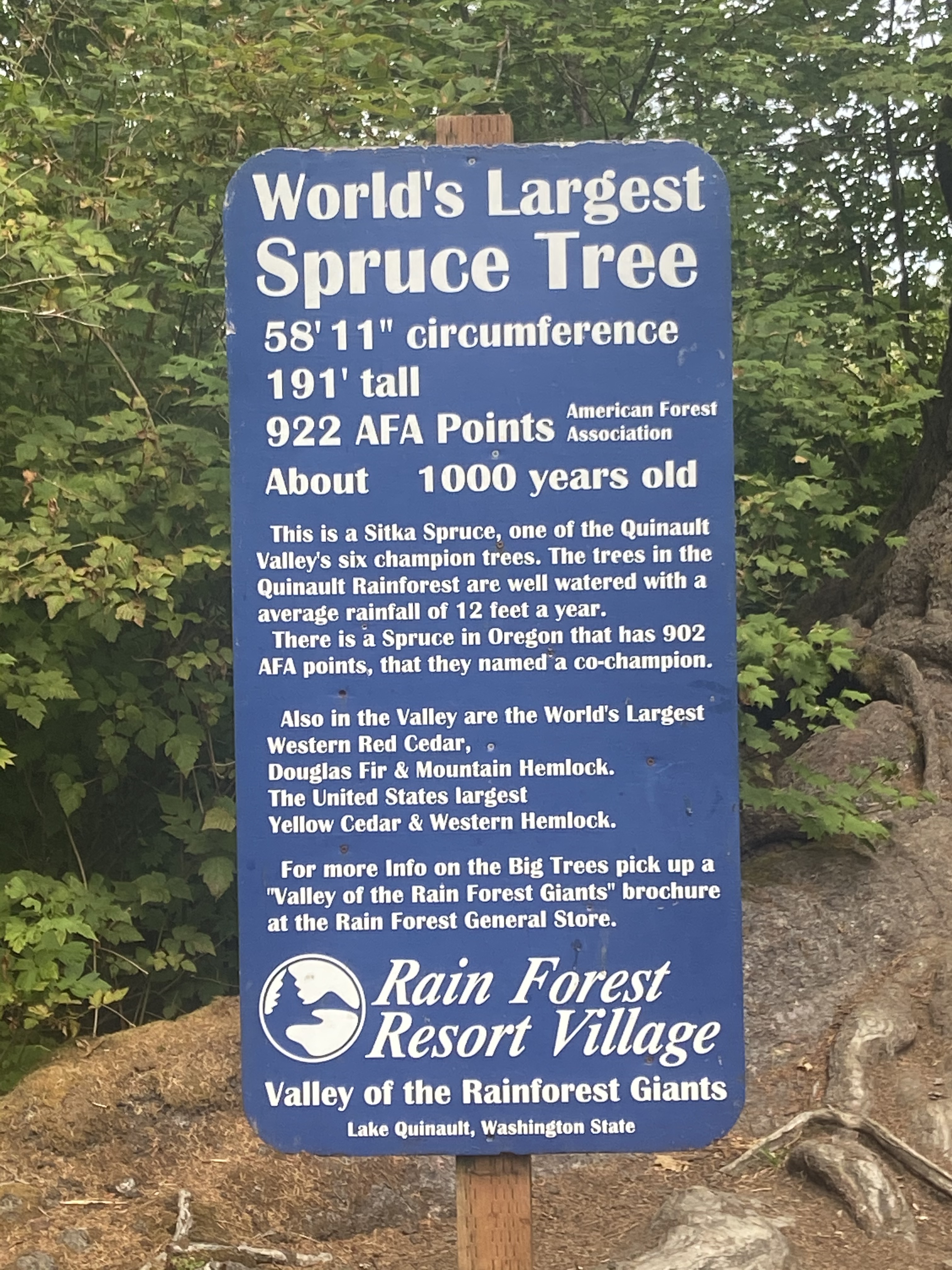 Blue interpretive sign saying "World's Largest Spruce Tree 58ft 11in circumference, 191 ft tall, 922 AFA Points (American Forest Association). About 1000 years old. This is a Sitka Spruce, one of the Quinault Valley's six champion trees. The trees in the Qunault Rainforest are well watered with an average rainfall of 12 feet a year. There is a Spruce in Oregon that has 902 AFA points, that they named a co-champion. Also in the Valley are the World's Largest Western Red Cedar, Douglas Fir & Mountain Hemlock, The United States largest Yellow Cedar & Western Hemlock. For more info on the Big Grees pick up a "Valley of the Rain Forest Giants" brochure at the Rain Forest General Store. Rain Forest Resort Village. Valley of the Rainforest Giants. Lake Quinault, Washington State.