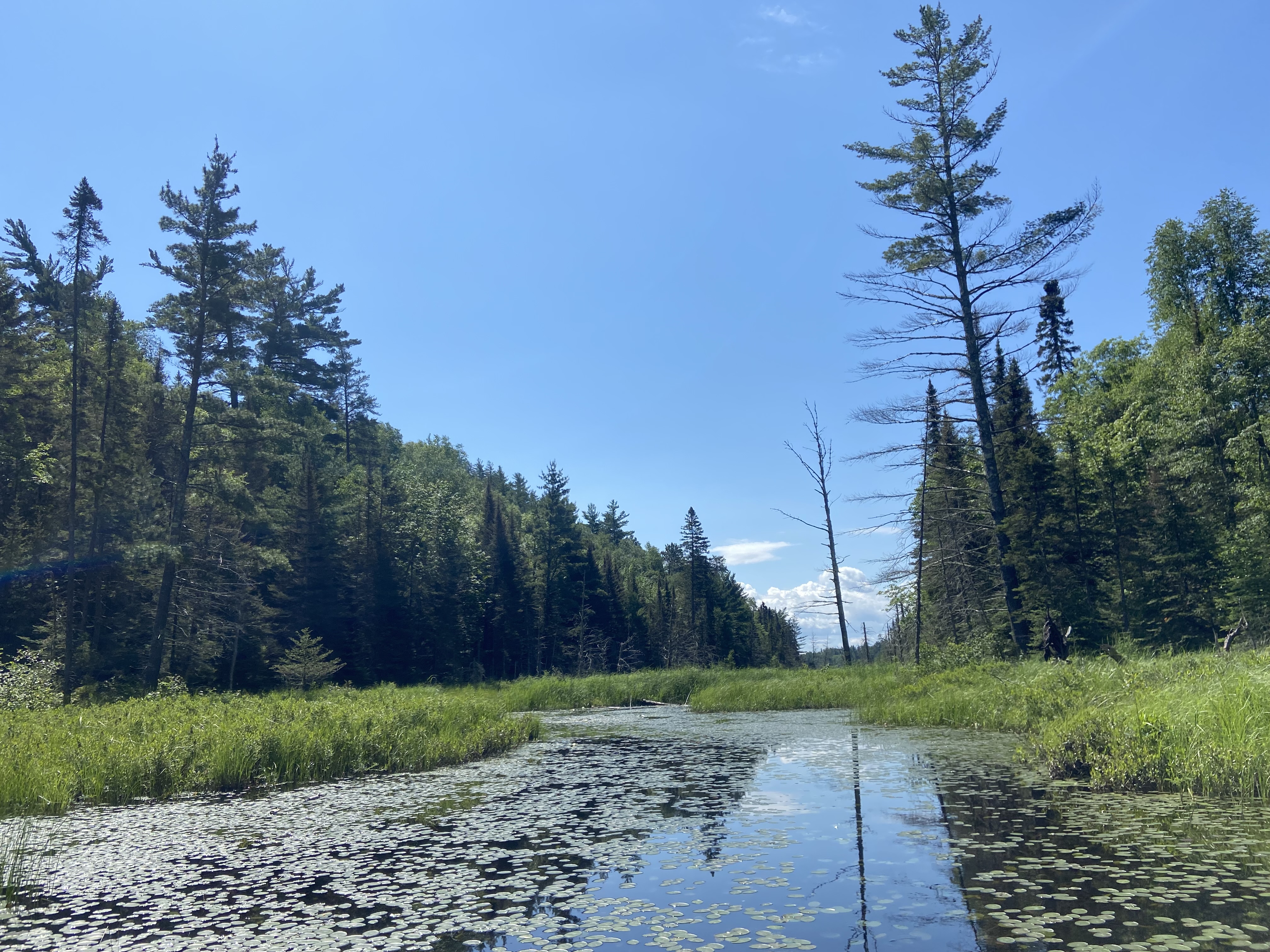 A small river filled with lily pads and lined with spruce and pine trees.