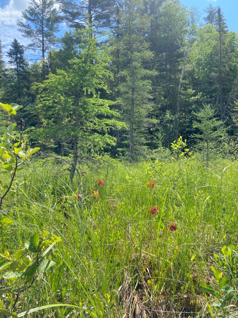Pitcher plant flowers in a boggy section along the river.