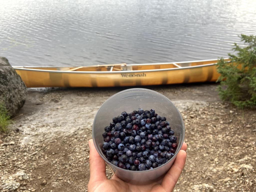A bowl of blueberries in a hand a kevlar Wenonah canoe in the background.