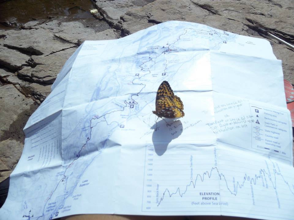 A picture of a map with a butterfly on it. There is an elevation profile on the map showing a lot of elevation change.
