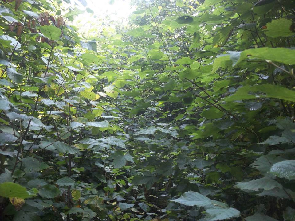 A picture of a trail that is overgrown with branches.