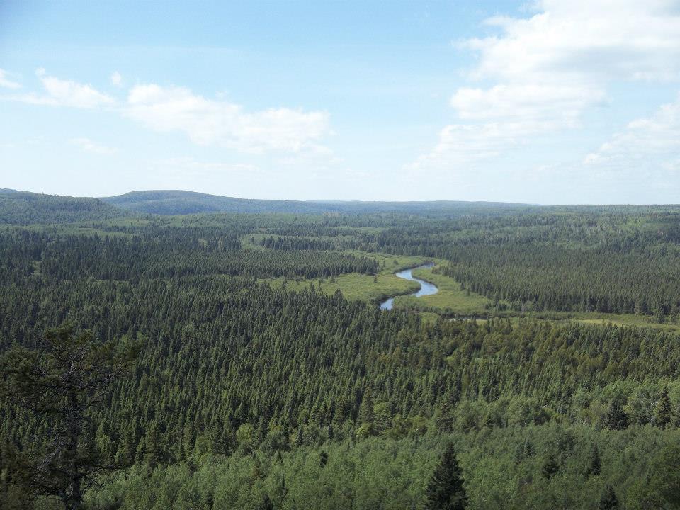 A picture of a river from an overlook, meandering through a forest.