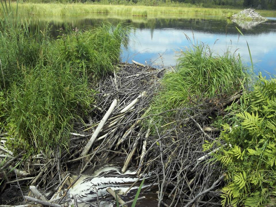 Another impressive beaver dam. The lodge in the background is quite small in comparison.