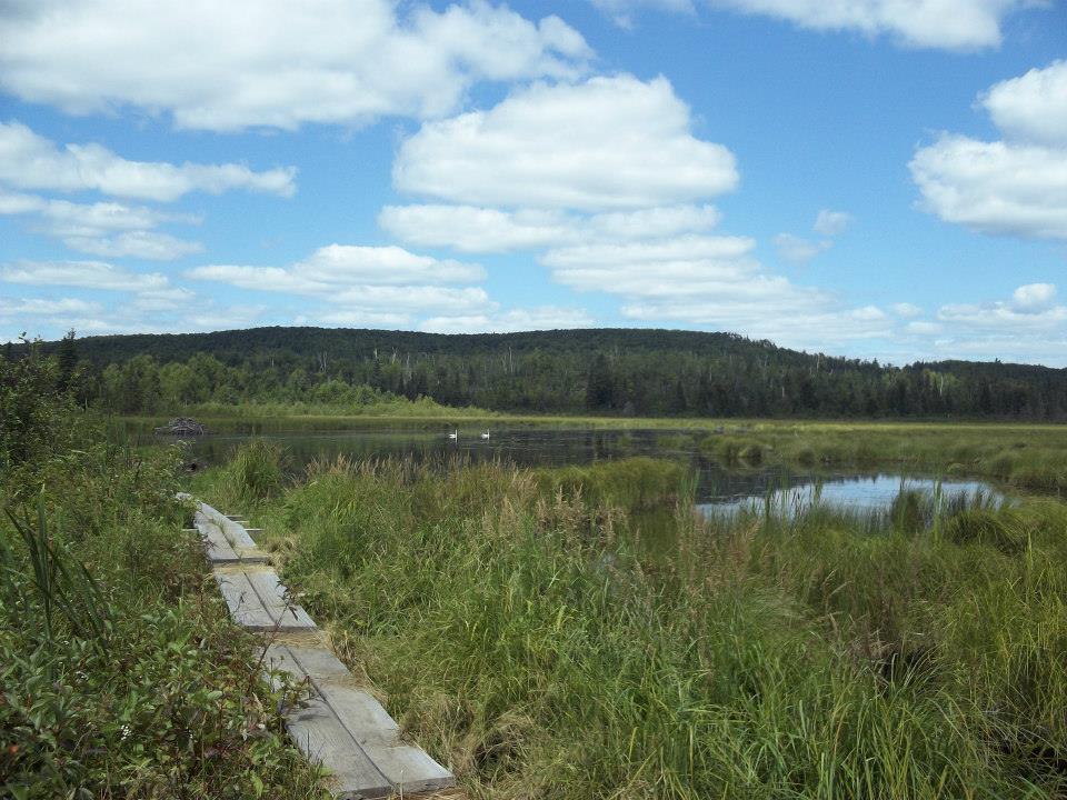 A picture of some boardwalk boards on a beaver dam, with some swans in the lake behind.