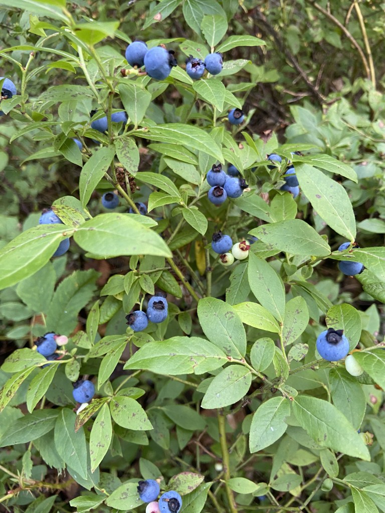 A picture of a blueberry bush full of berries.