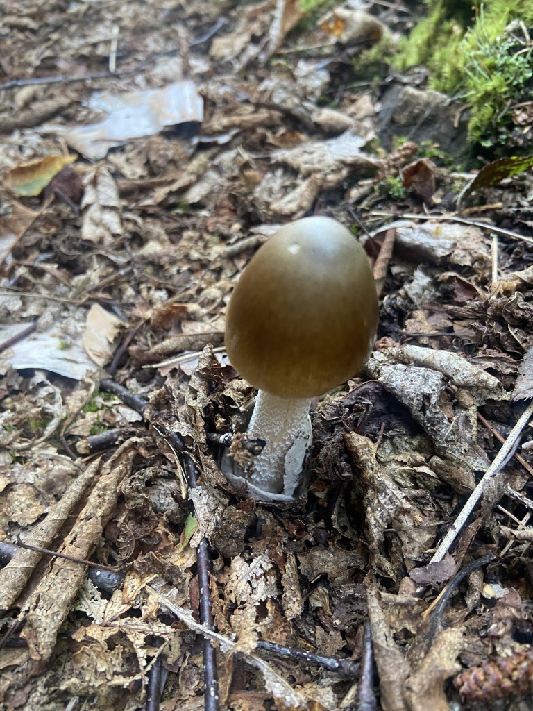 A small, golden colored mushroom.