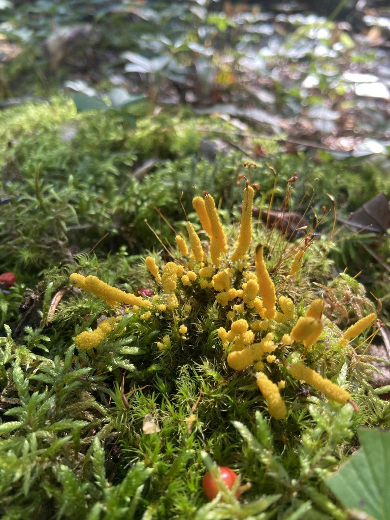 Yellow, tall, skinny fungi popping up out of moss.
