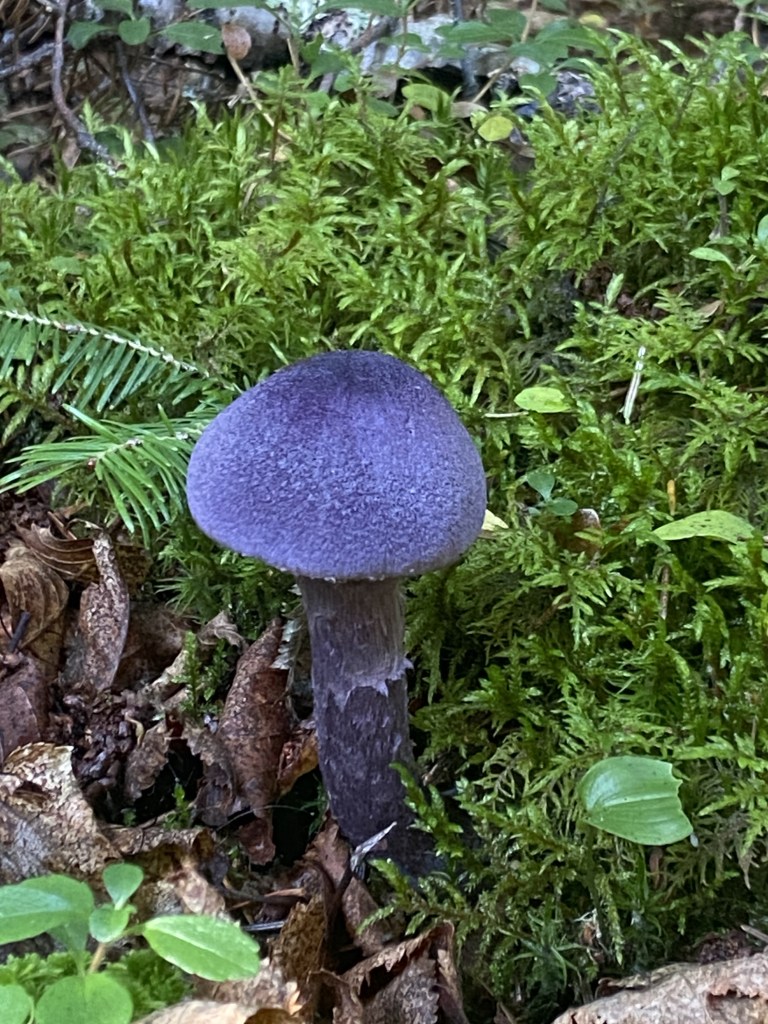 Purple fungi!