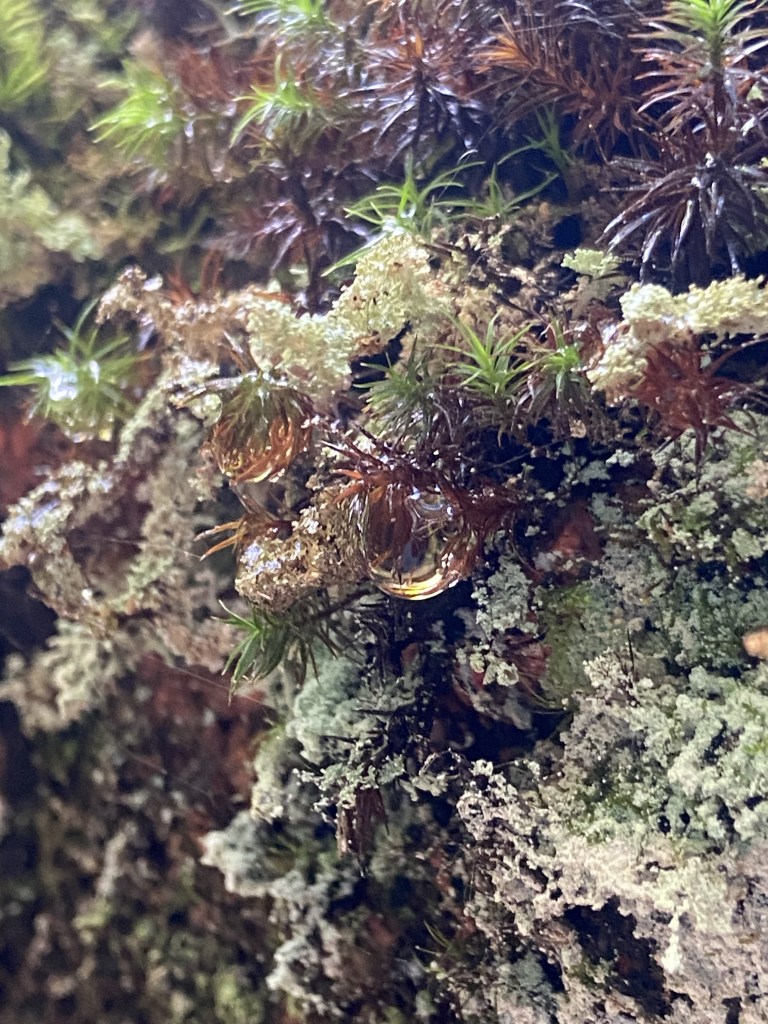 A close up of drops of water clinging to moss.