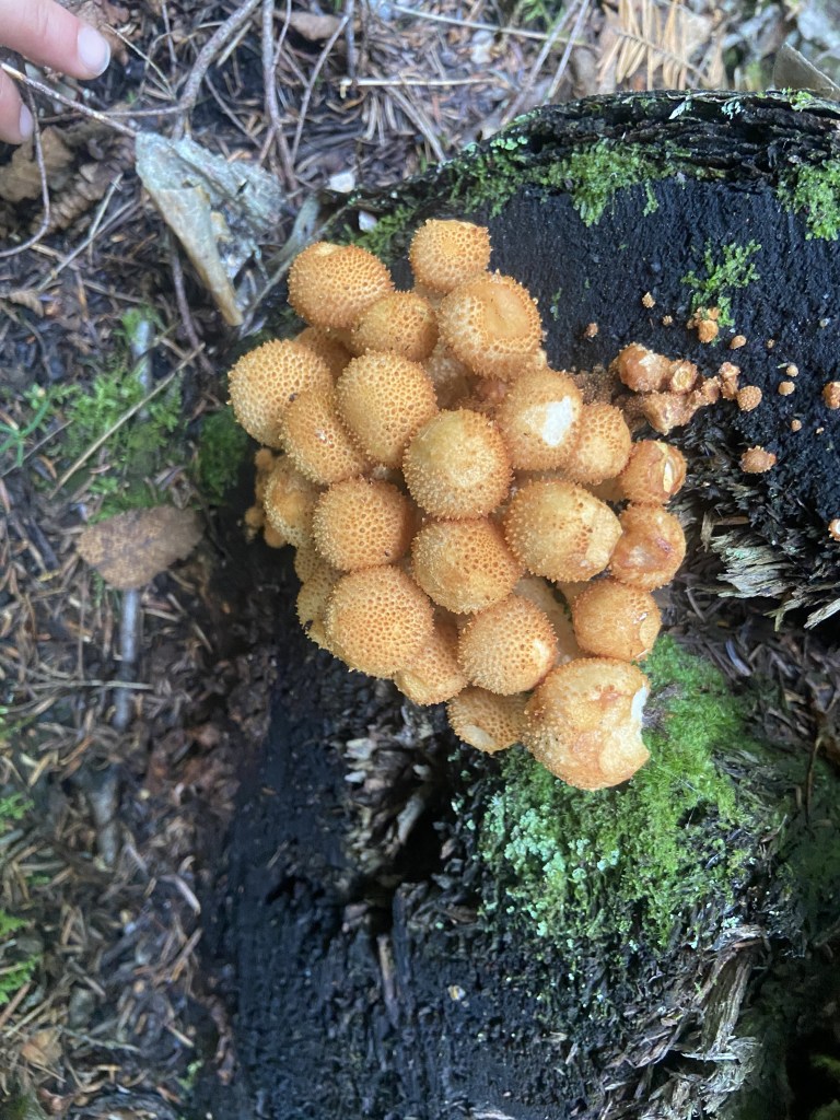 A cluster of spiky orange puffball mushrooms.